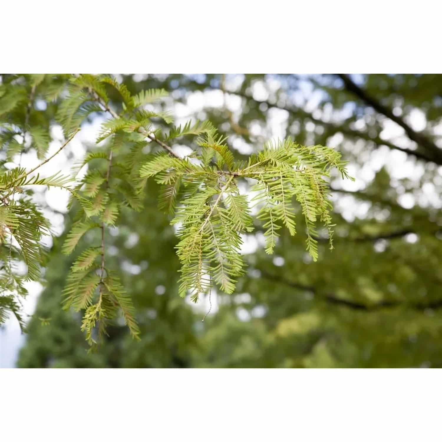 Metasequoia Glyptostroboides Urweltmammutbaum 150–175 cm