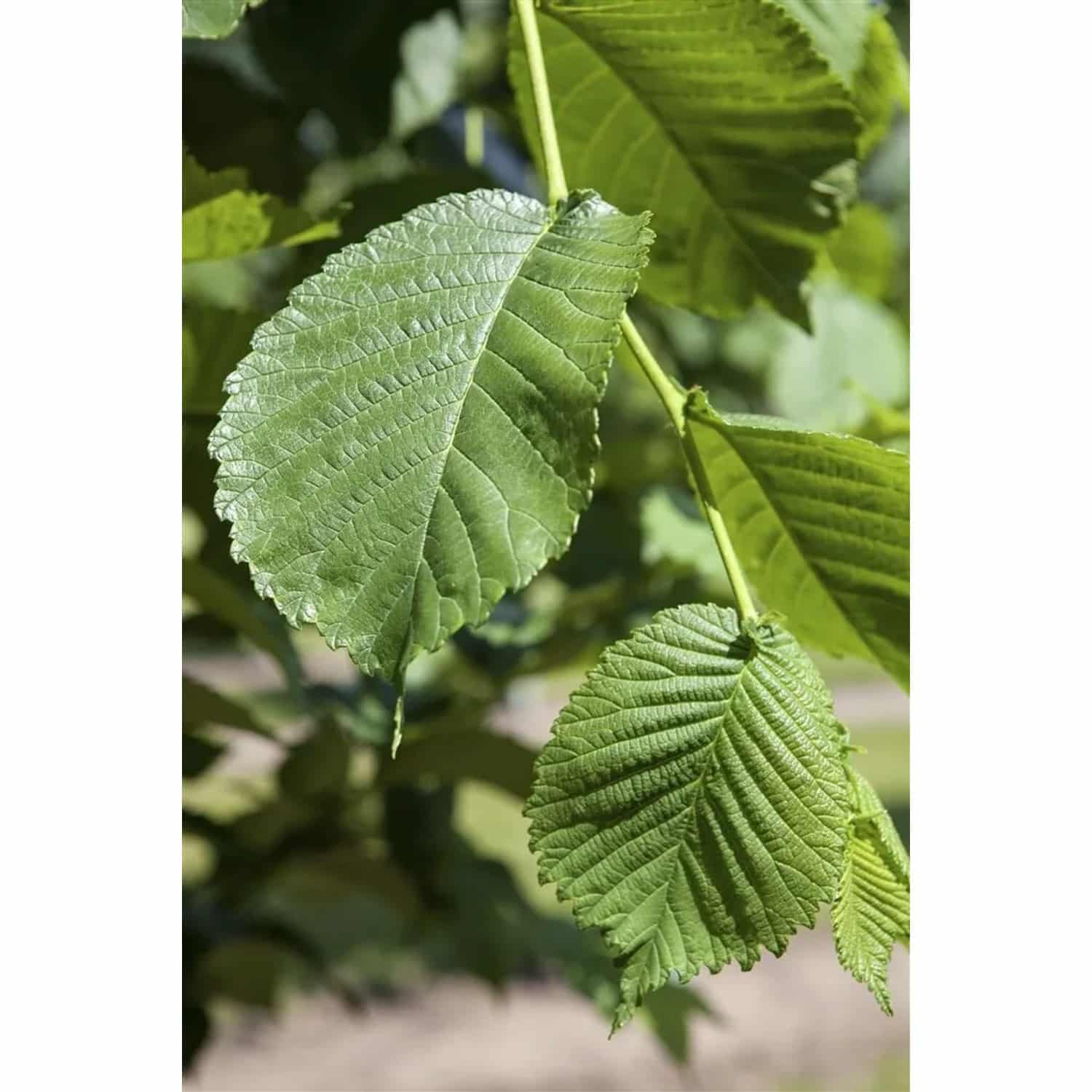 Morus Alba Weißer Maulbeerbaum 60–80 cm