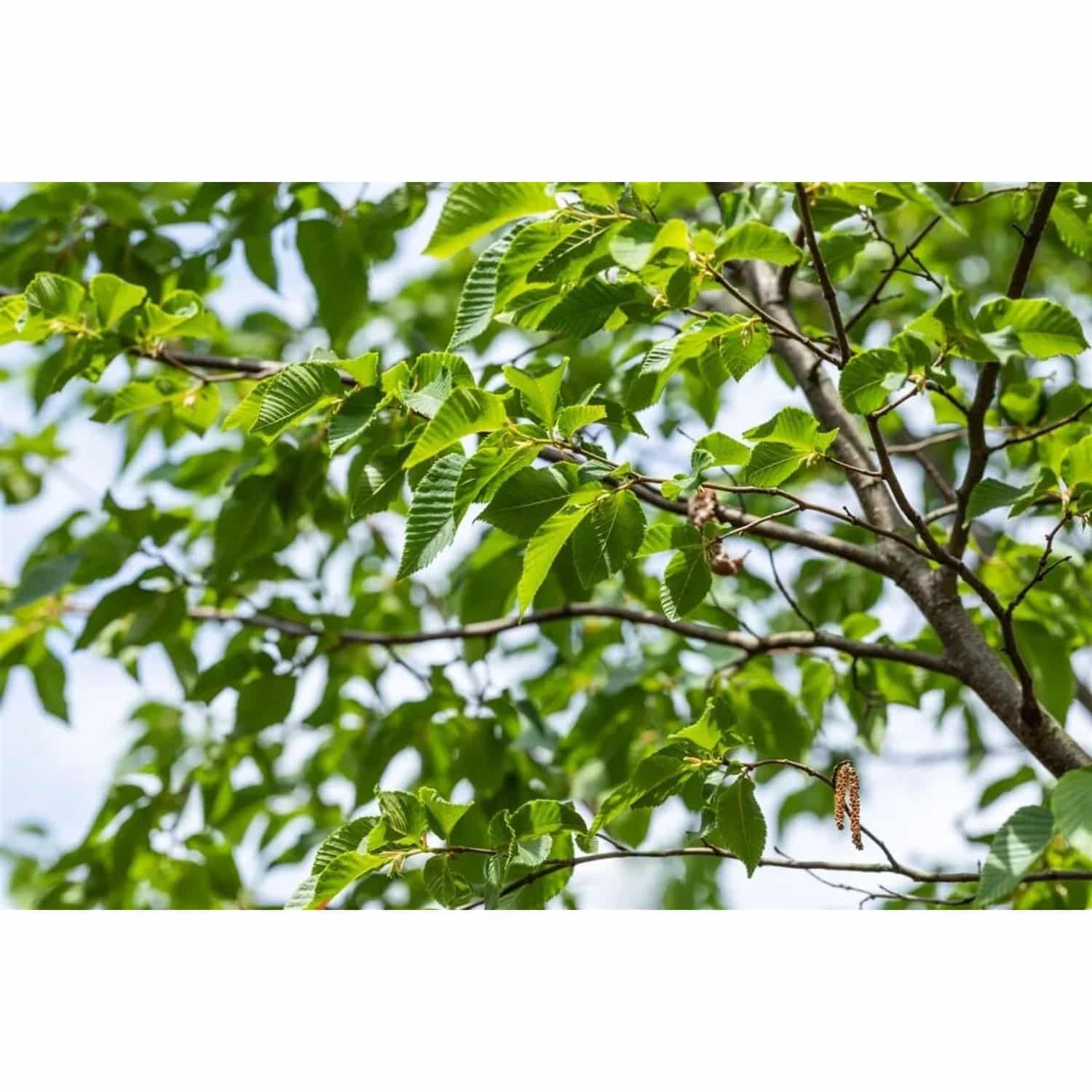Ostrya Carpinifolia Hopfenbuche 60–100 cm