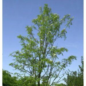 Palmwedel-Eberesche Chinese Lace 100-125cm - Sorbus aucuparia