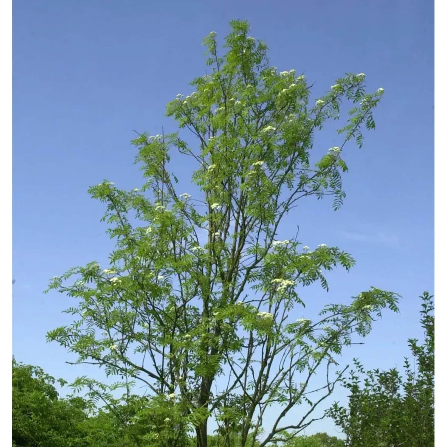 Palmwedel-Eberesche Chinese Lace 100-125cm - Sorbus aucuparia