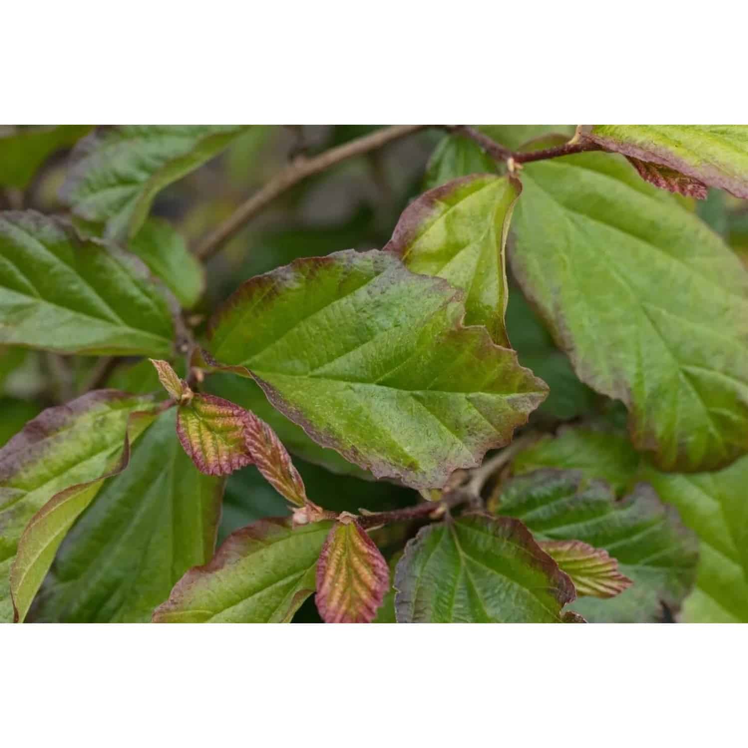 Parrotia Persica Bella Eisenholzbaum 40–60 cm