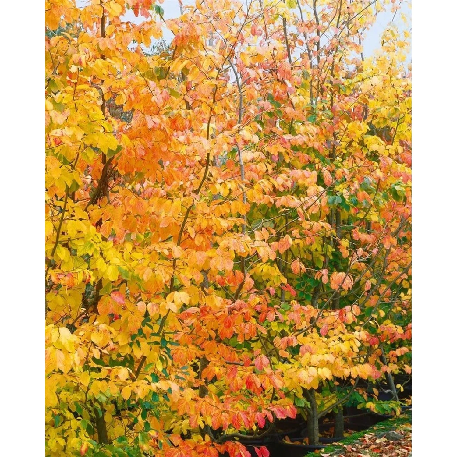 Parrotia Persica Eisenholzbaum 175–200 cm Auffällige Herbstfärbung