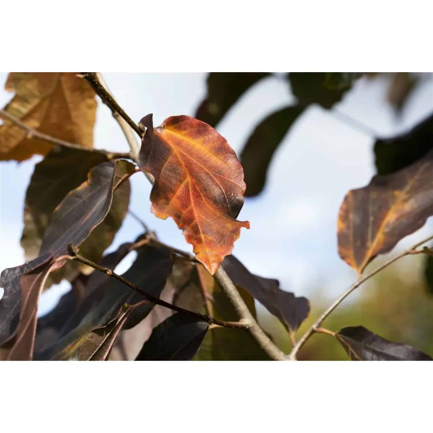 Parrotia Persica Vanessa Eisenholzbaum 50–60 cm Auffällige Herbstfärbung