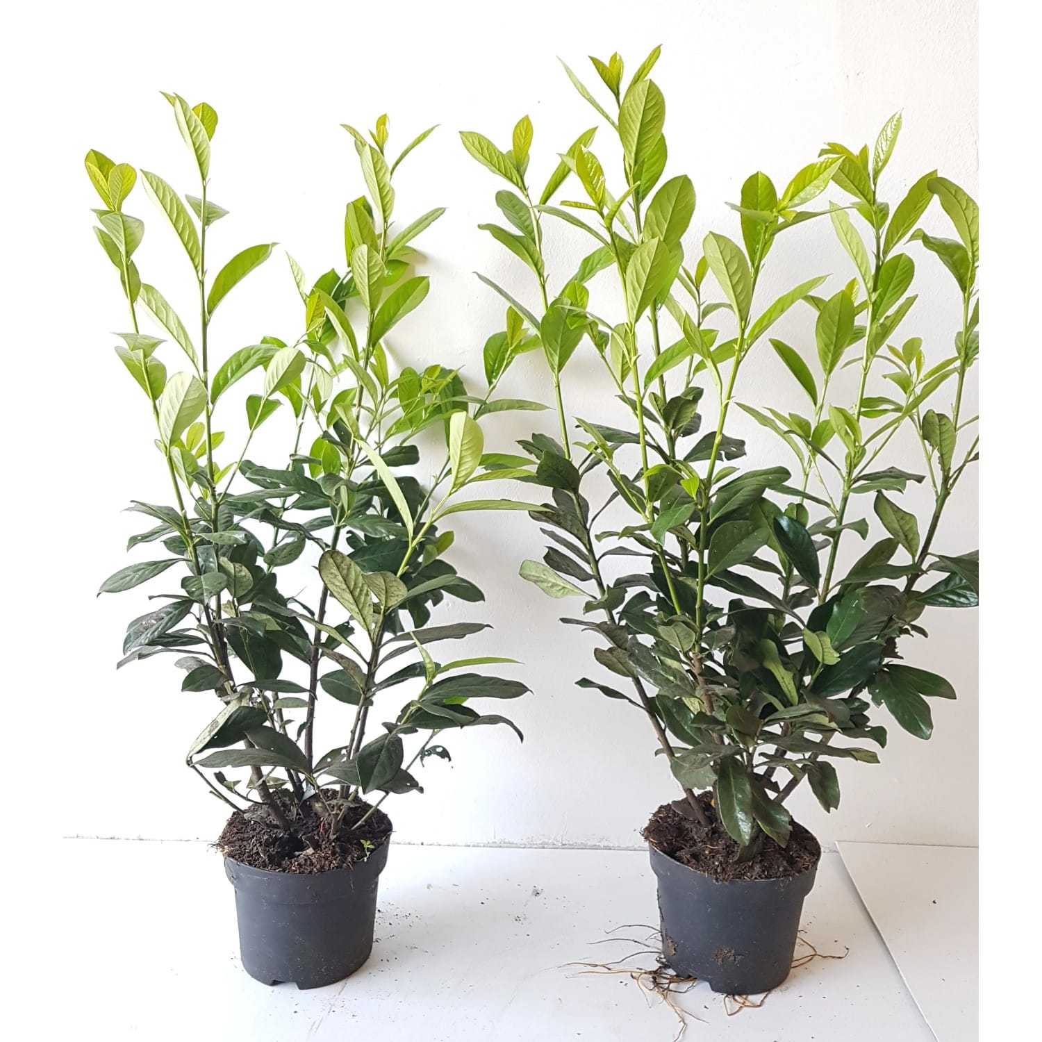 Pflanzen-Boering 10 Prunus Caucasica Höhe 60-80 cm Kirschlorbeer-Pflanzen