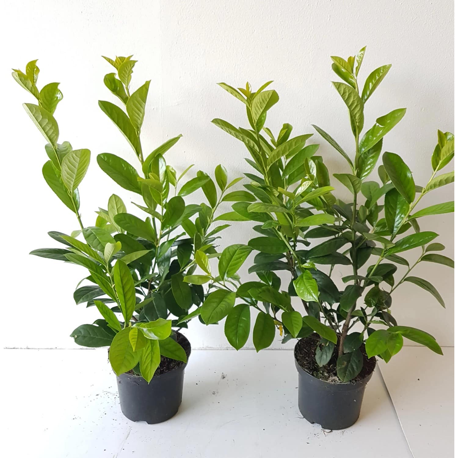 Pflanzen-Boering 10 Prunus Novita Höhe 60-80 cm Kirschlorbeer-Pflanzen