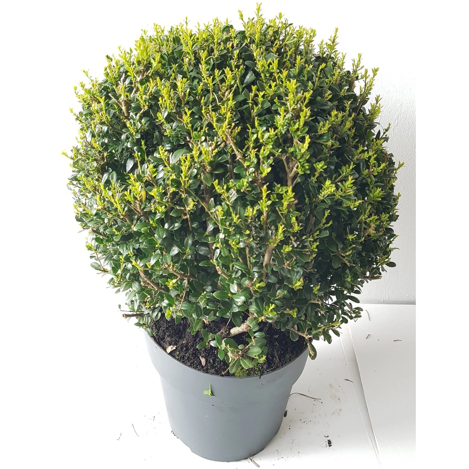 Pflanzen-Boering 2 Stück Ilex Glorie Gem-Kugel Durchmesser 30-35 cm