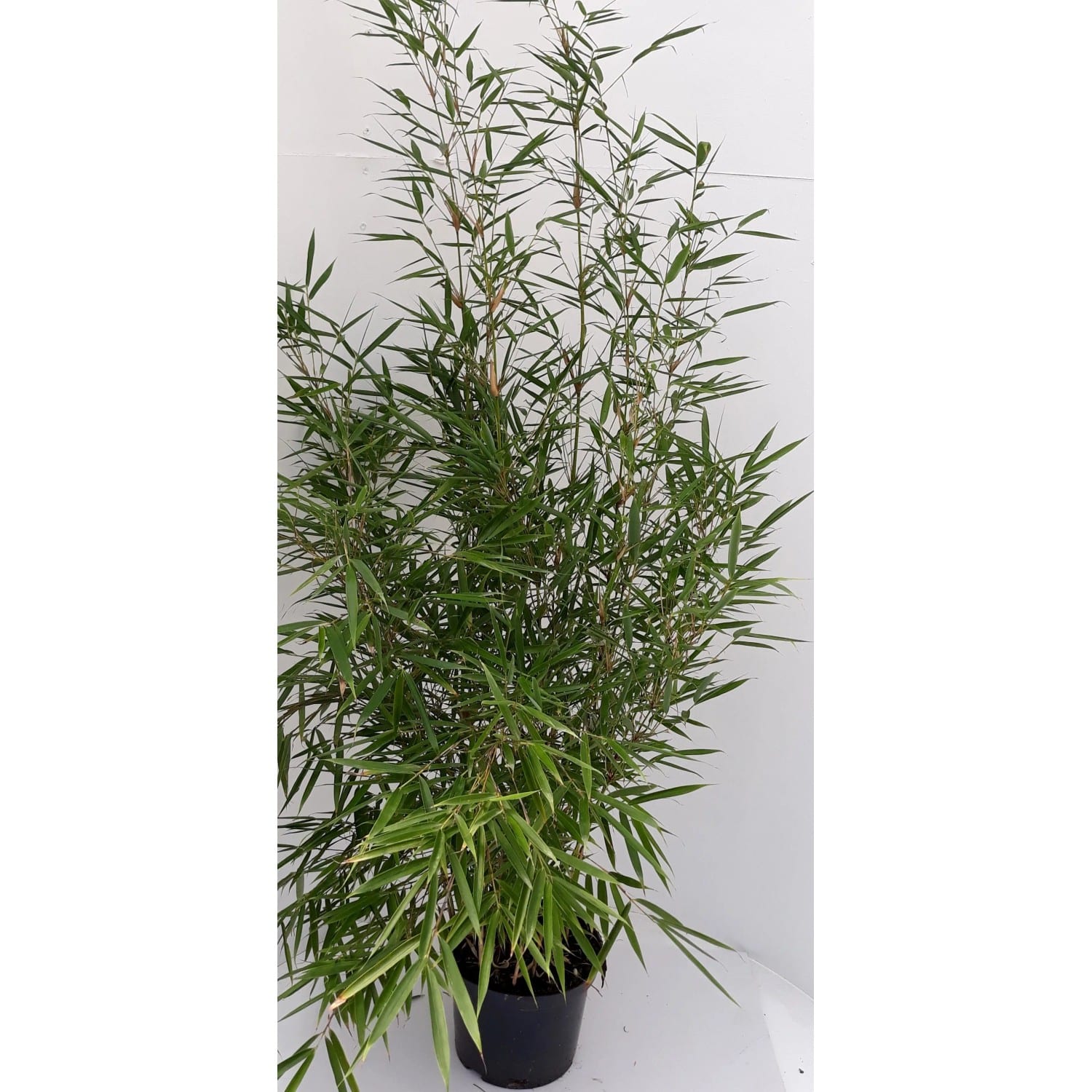 Pflanzen-Boering 3 Fargesia Jumbo Höhe 90-100 cm Gartenbambus Bambus