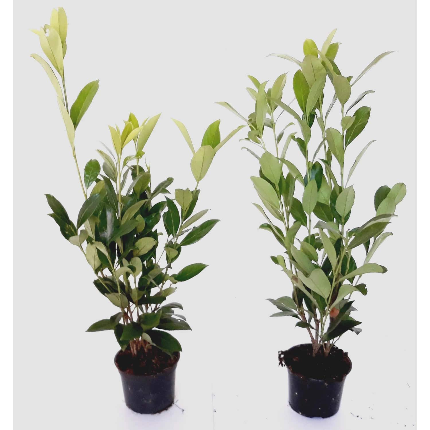 Pflanzen-Boering 30 Prunus Caucasica Höhe 40-50 cm Kirschlorbeer-Pflanzen