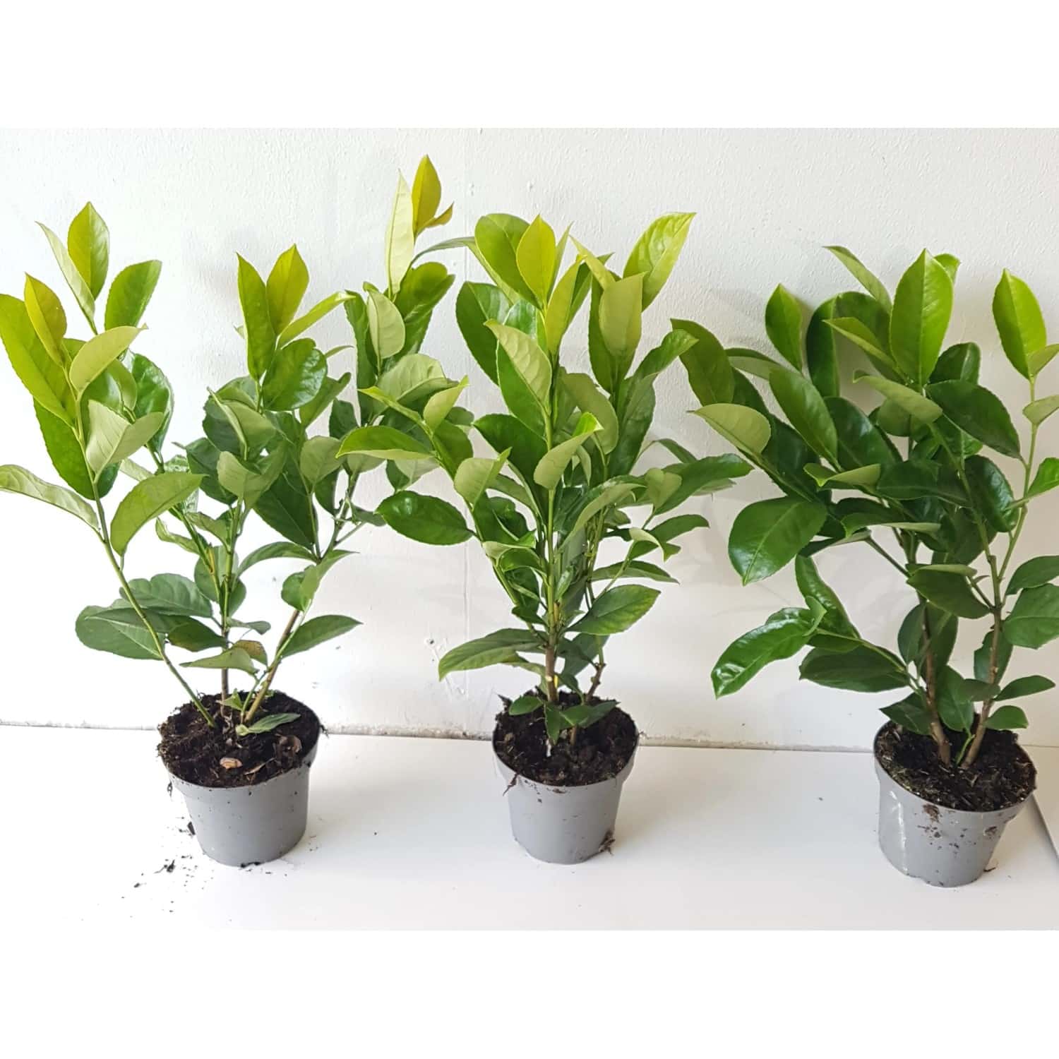 Pflanzen-Boering 30 Prunus Rotundifolia Höhe 40-50 cm Kirschlorbeer-Pflanzen