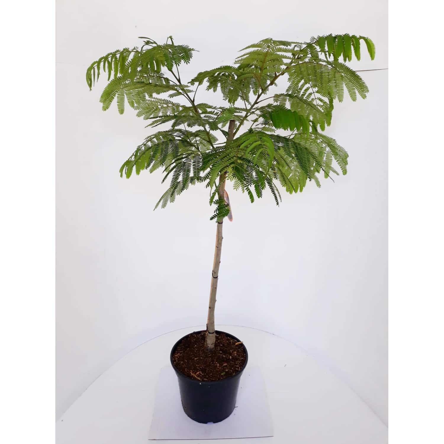 Pflanzen-Boering Albizia Ombrella-Stämmchen 80 cm Seidenbaum Schlafbaum Seidenakazie Gesamthöhe 130-140