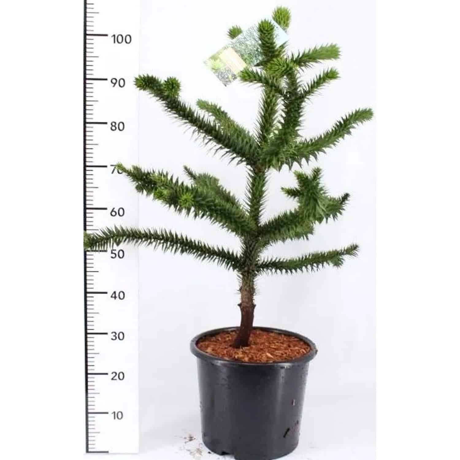 Pflanzen-Boering Araucaria Araucana Affenbaum Andentanne Gesamthöhe 80-90 cm