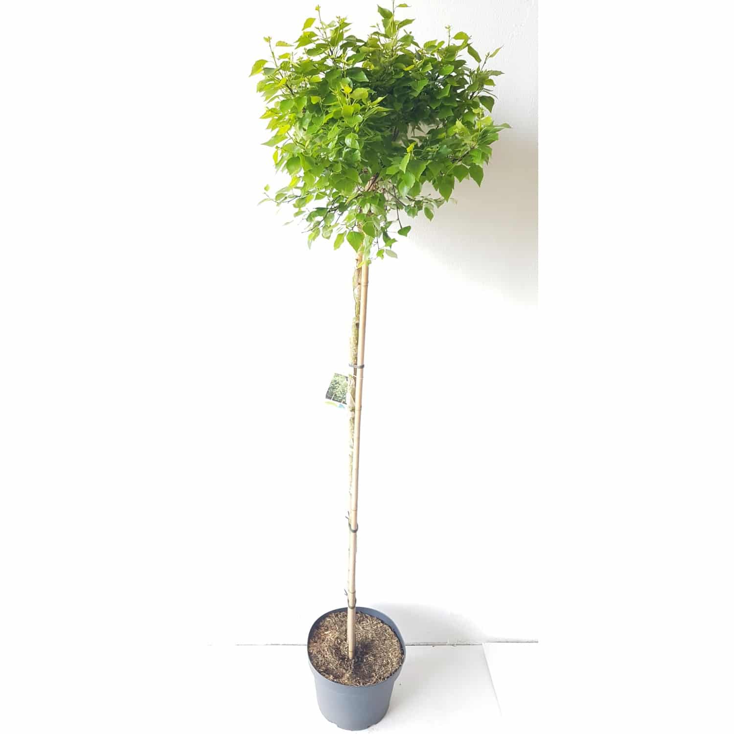 Pflanzen-Boering Betula Magical Globe-Stämmchen Lollypop Birke Höhe Gesamthöhe 170-180 cm