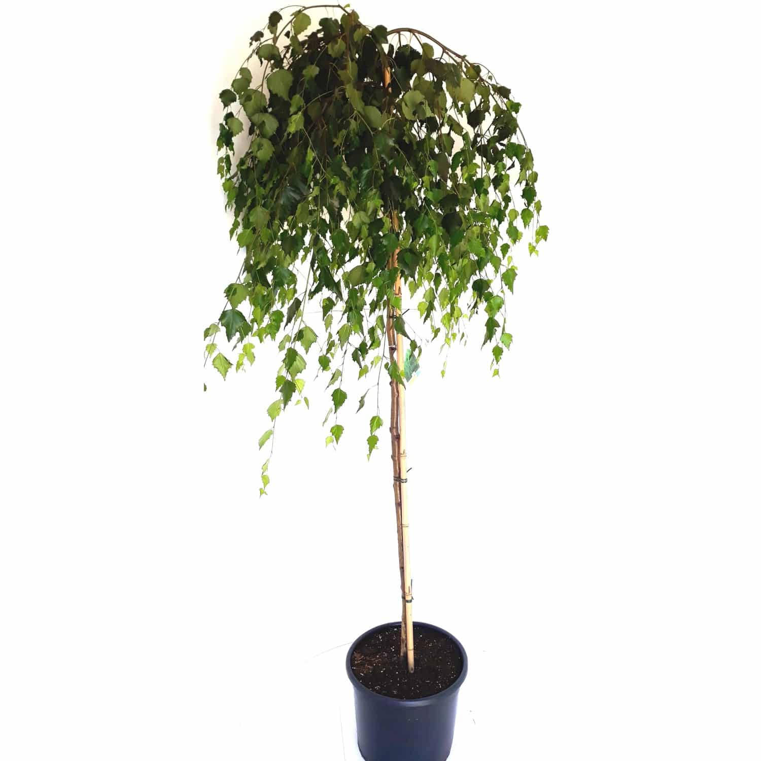 Pflanzen-Boering Betula Pendula Youngii Hänge-Birke Trauer-Birke Gesamthöhe 160-170 cm Stammhöhe 125 cm