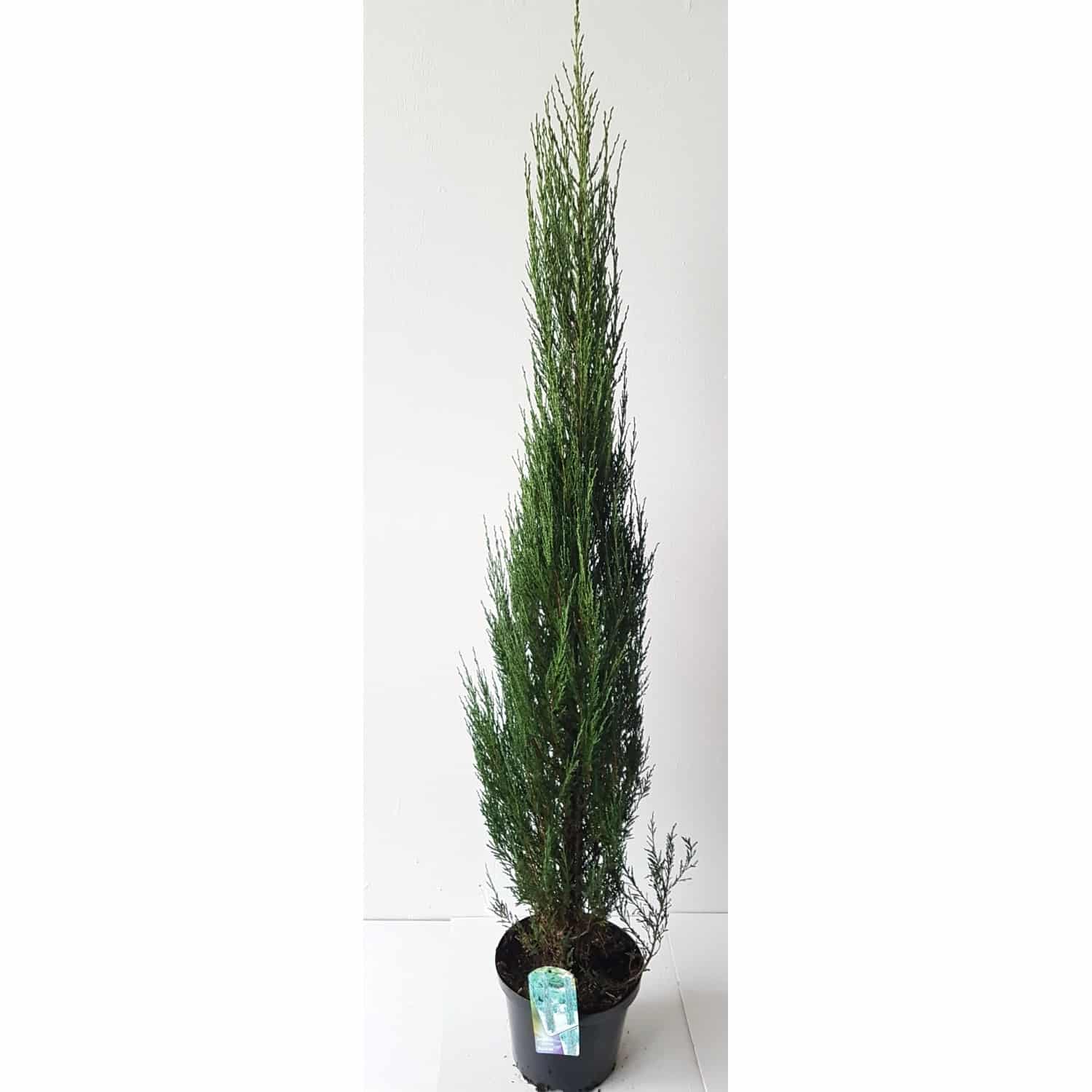 Pflanzen-Boering Blauer Raketenwacholder Gesamthöhe 180-190 cm Juniperus Blue Arrow