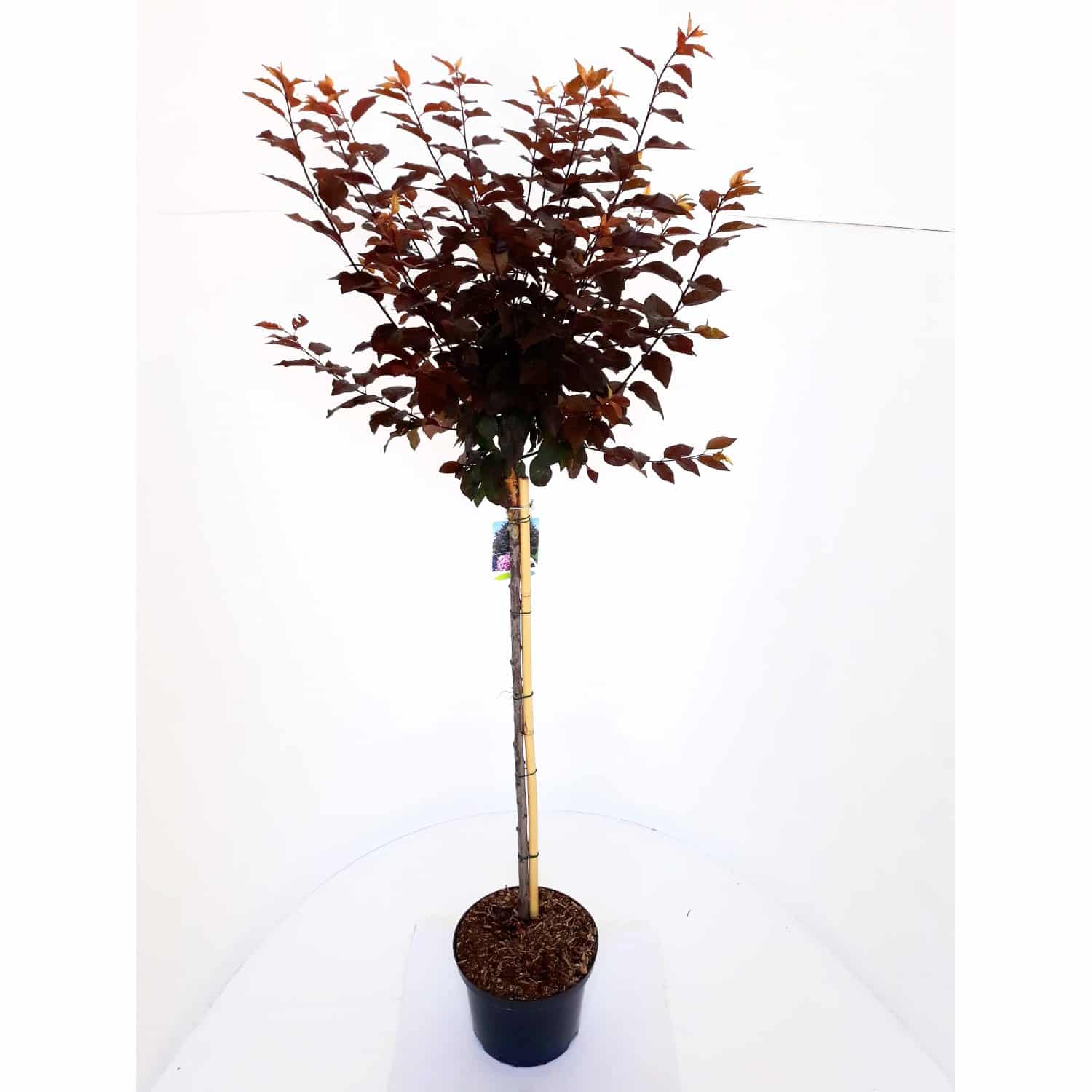 Pflanzen-Boering Blutpflaume Hochstamm Gesamthöhe 250 cm Stammhöhe 180 cm Prunus Nigra
