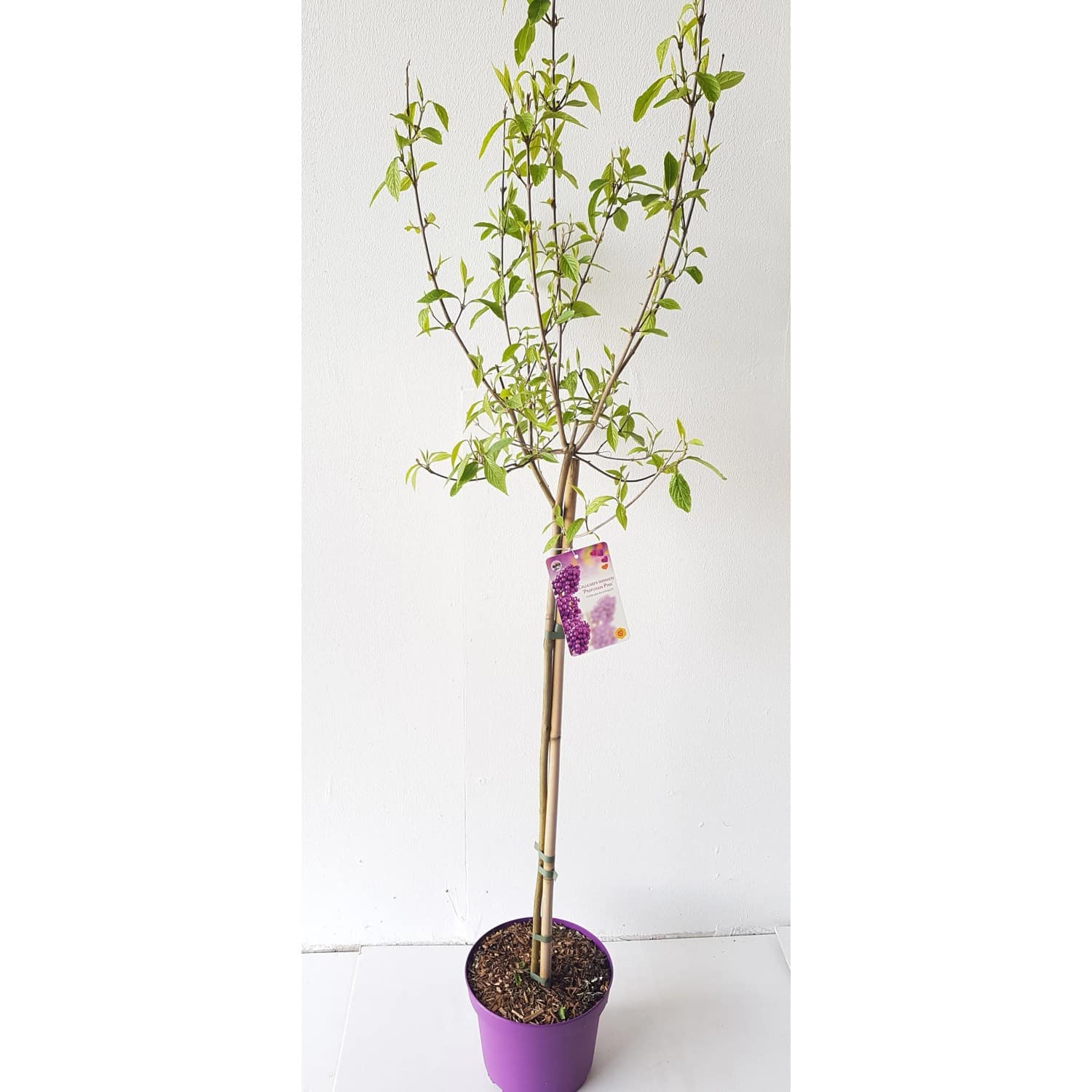 Pflanzen-Boering Callicarpa Profusion-Stämmchen 80 cm Schönfrucht Liebesperlenstrauch Gesamthöhe 130-140