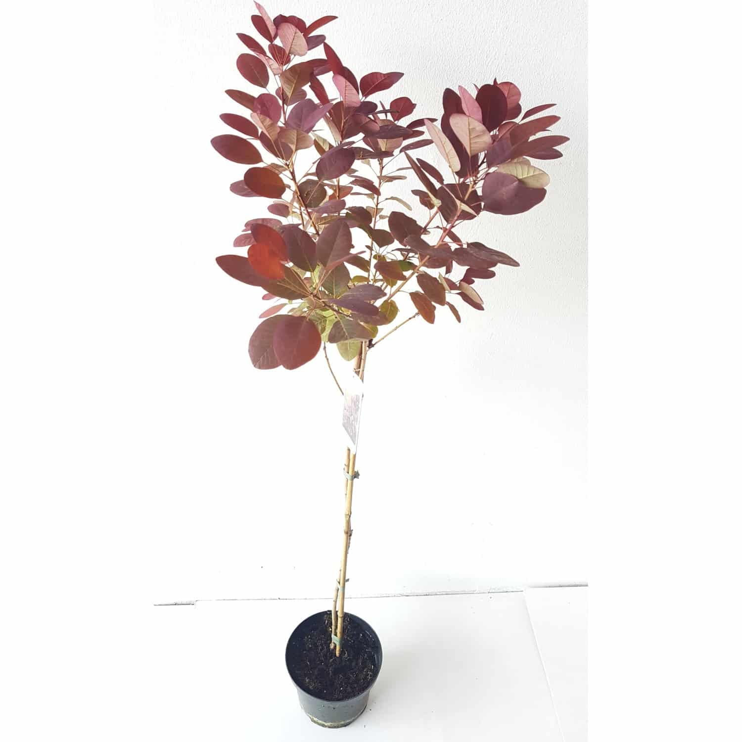 Pflanzen-Boering Cotinus Royal Purple Perückenstrauch-Stämmchen 80 cm Gesamthöhe 130-140
