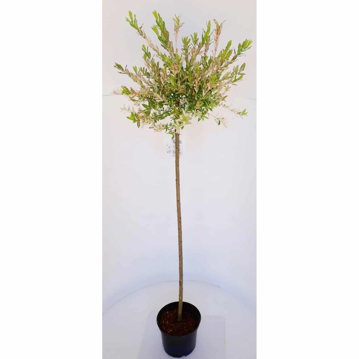 Pflanzen-Boering Harlekin-Weide Stämmchen Gesamthöhe 170-180 cm Stammhöhe 125 cm Salix Hakuro Nishiki