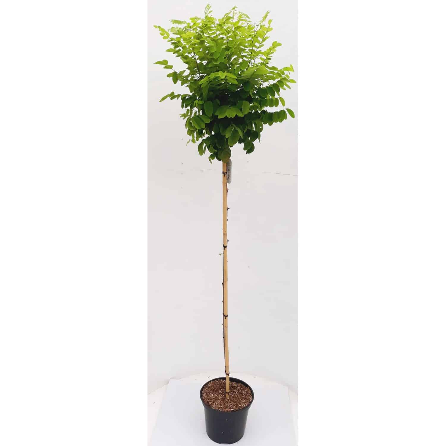 Pflanzen-Boering Kugel-Robinie Stämmchen Gesamthöhe 180-190 cm Stammhöhe 120 cm Akazie Robinia Umbraculifera