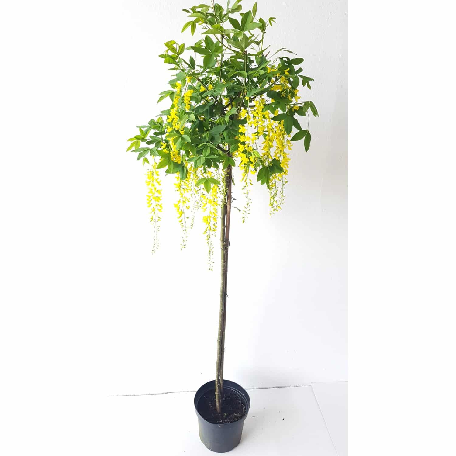 Pflanzen-Boering Laburnum Watereri Vossii Goldregen- Stämmchen Gesamthöhe 170-180 cm Stammhöhe 125 cm