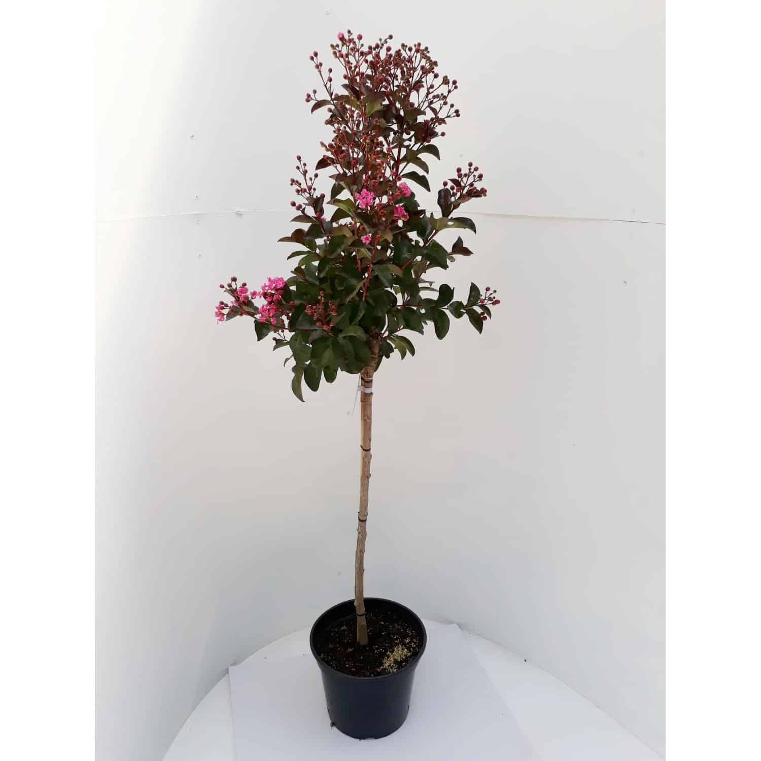 Pflanzen-Boering Lagerstroemia Rhapsodie Pink-Stämmchen 80 cm Kreppmyrte Kräuselmyrte Gesamthöhe 130-140