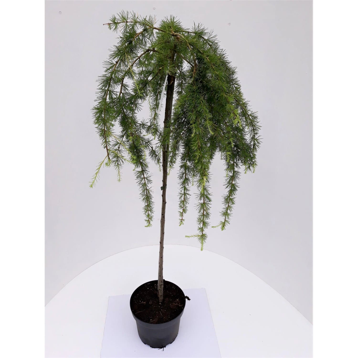 Pflanzen-Boering Larix Stiff Weeper Hängelärche-Stämmchen Gesamthöhe 150-160 cm Stammhöhe 125 cm