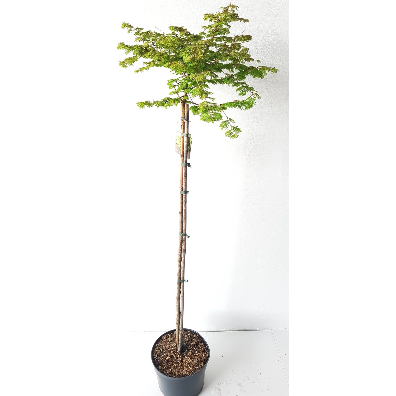 Pflanzen-Boering Metasequoia Matthaei Broom Kugel-Mammutbaum Stämmchen 160-170 cm