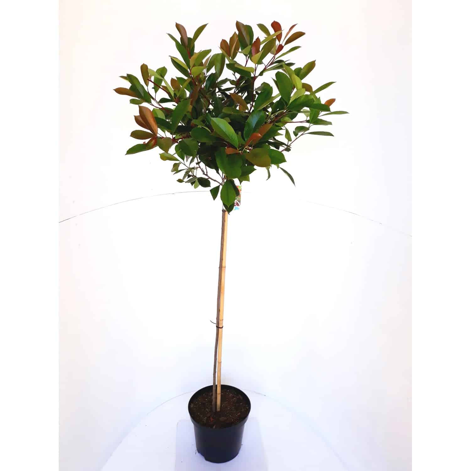 Pflanzen-Boering Photinia Little Red Robin Glanzmispel-Stämmchen Höhe 120-130 cm