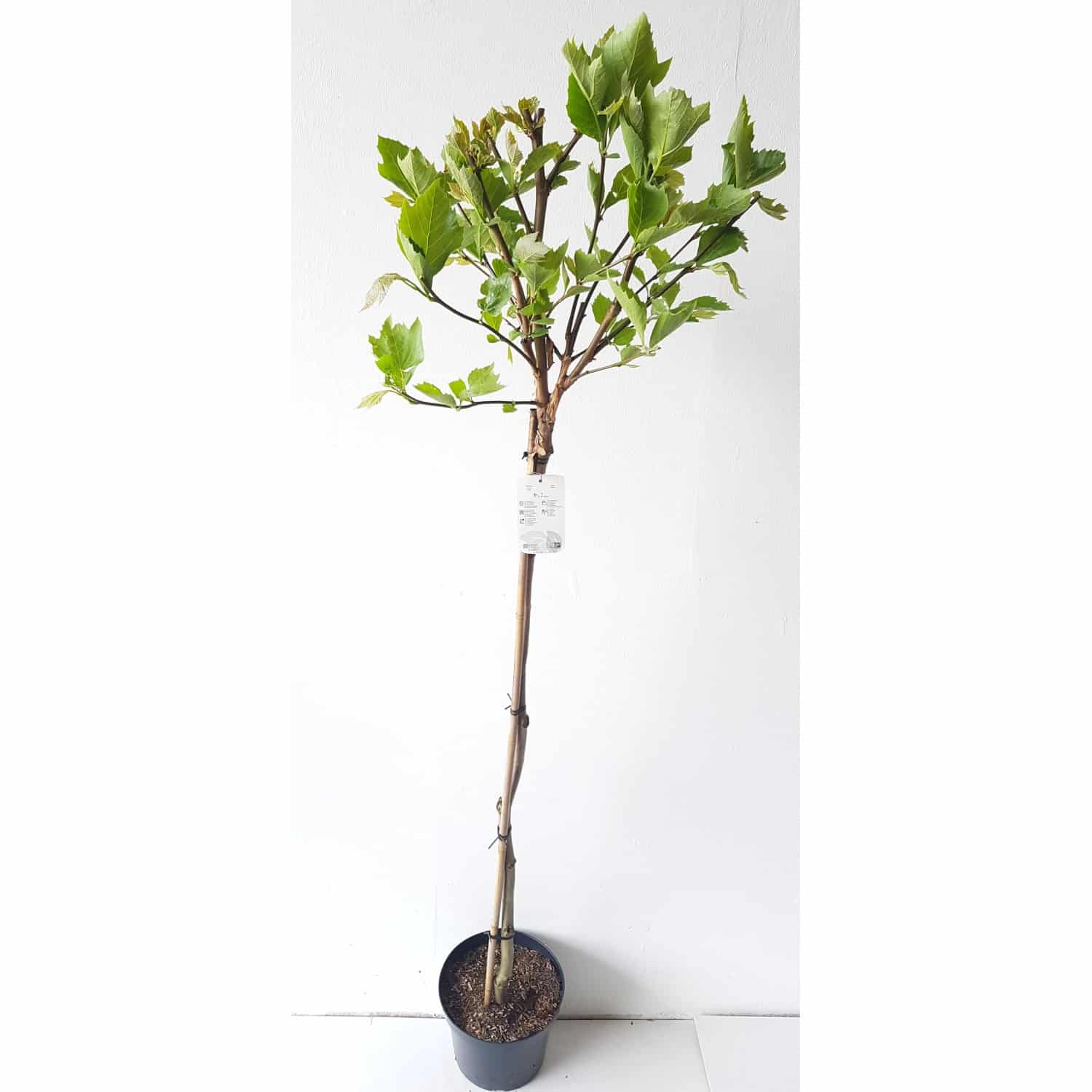 Pflanzen-Boering Platanus Alphens Globe-Stämmchen Kugelplatane Gesamthöhe 180-190 cm Stammhöhe 125 cm