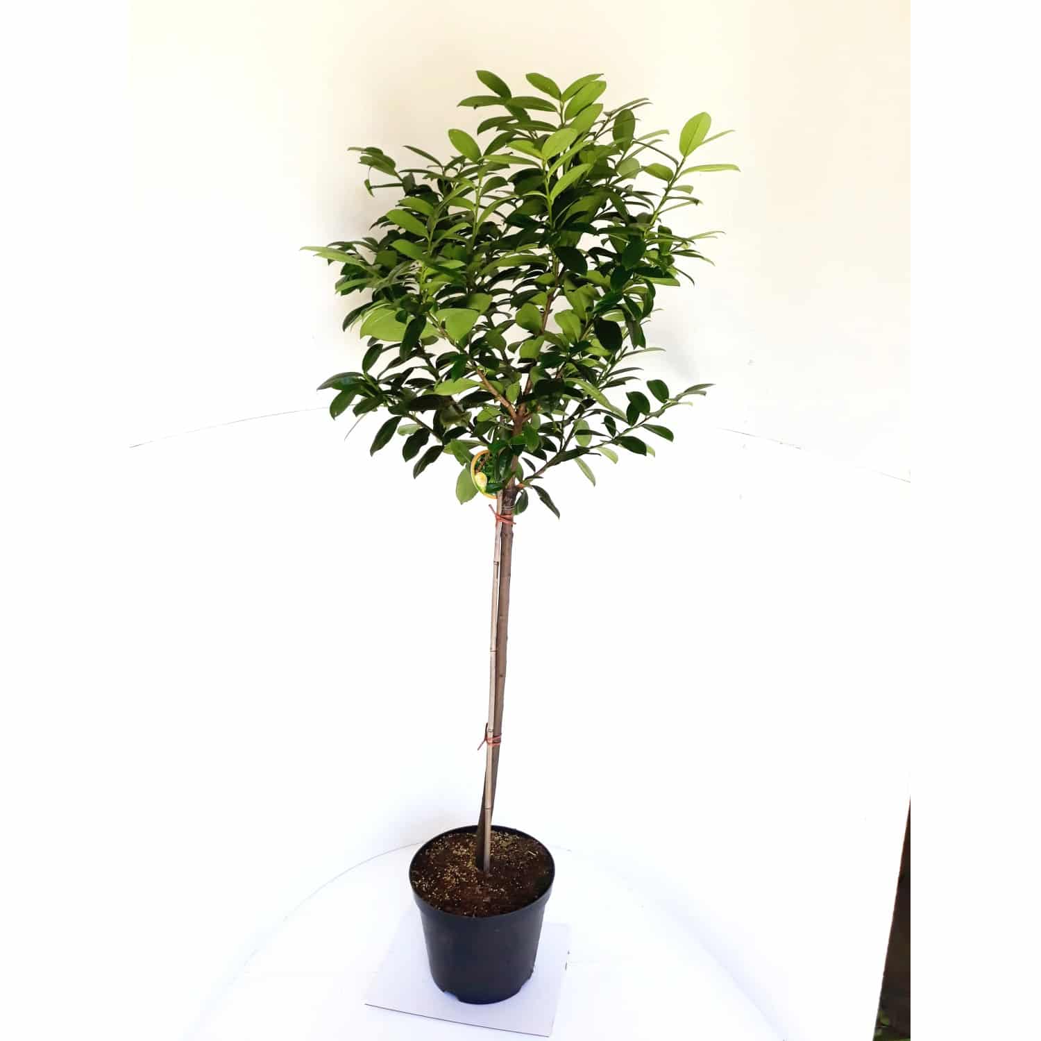 Pflanzen-Boering Prunus Laurocerasus Caucasica Stämmchen Kirschlorbeer Gesamthöhe 170-180 cm Stammhöhe 125 cm