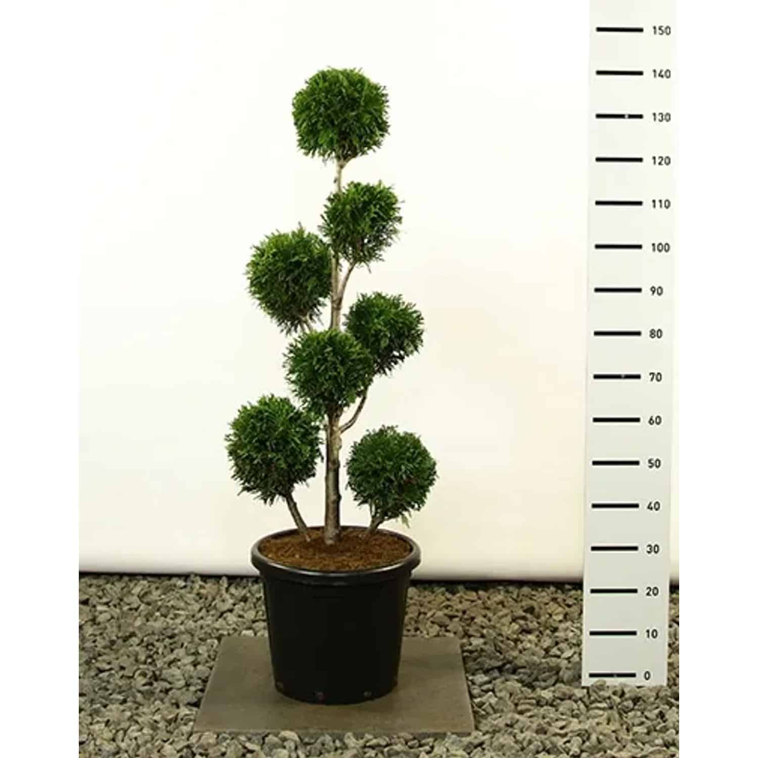 Pflanzen-Boering Thuja Martin Gartenbonsai Gesamthöhe 130-140 cm Winterharte Zypresse Bonsai