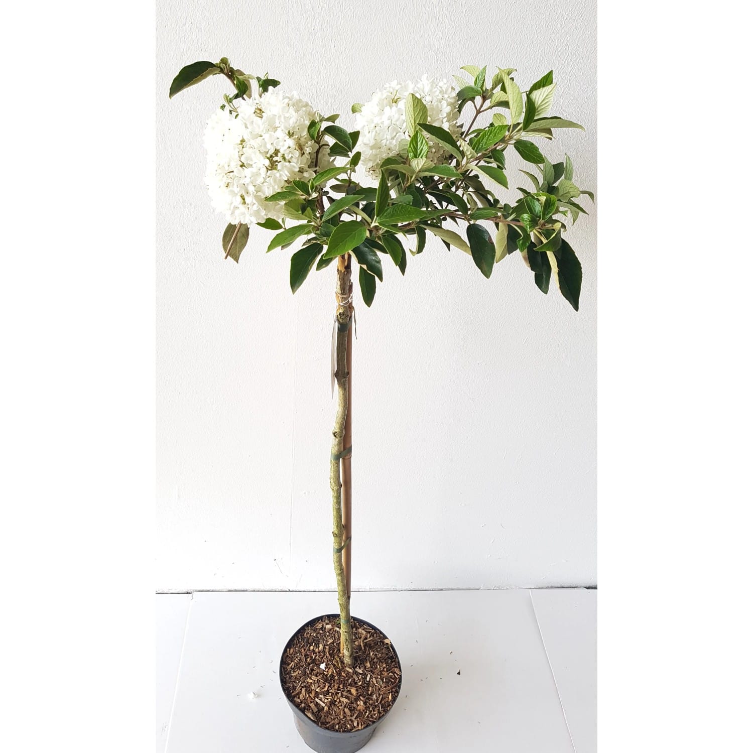 Pflanzen-Boering Viburnum Eskimo Schneeball-Stämmchen Gesamthöhe 120-130 cm Stammhöhe 80 cm