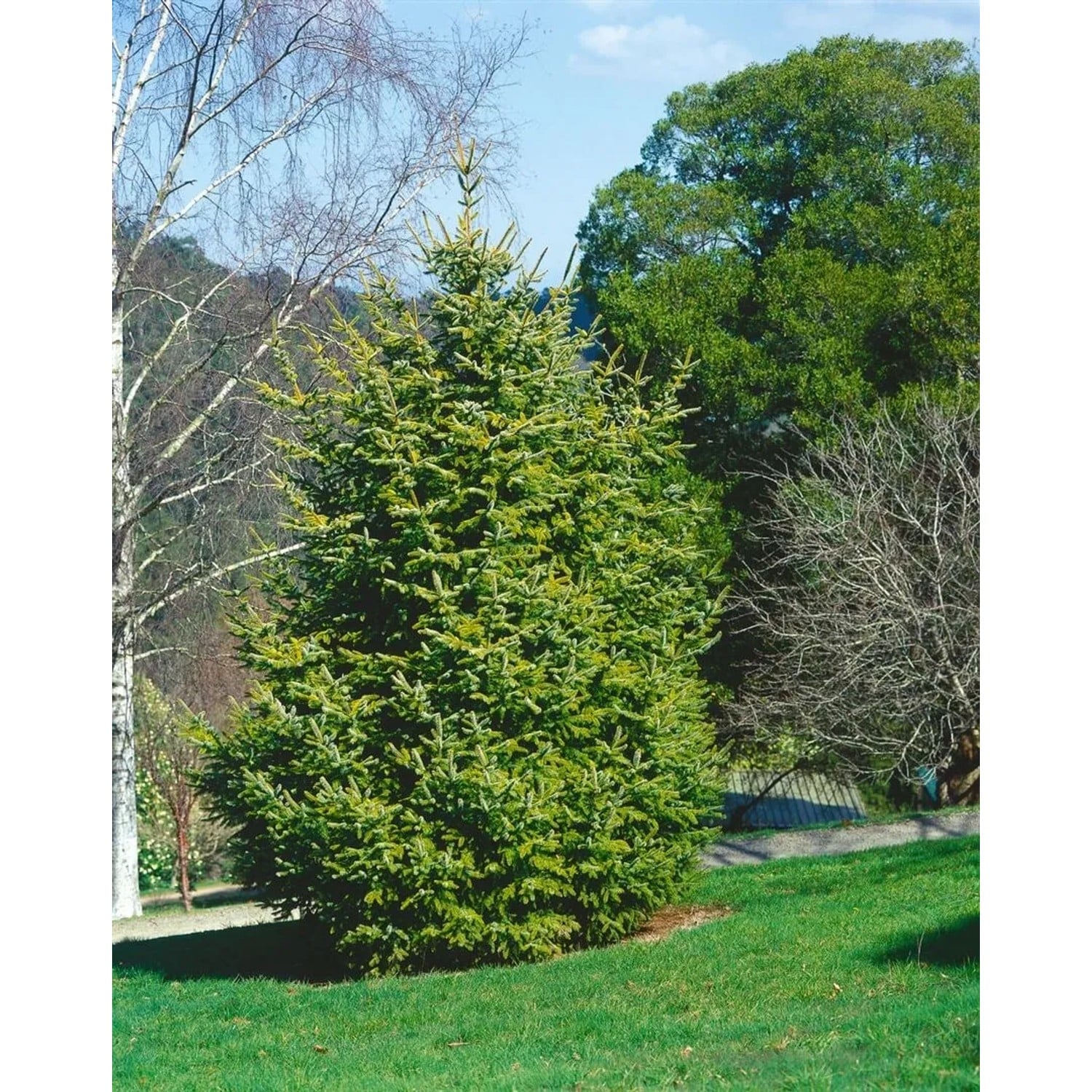 Picea Abies Aurea Gemeine Fichte Goldgelb 60–70 cm