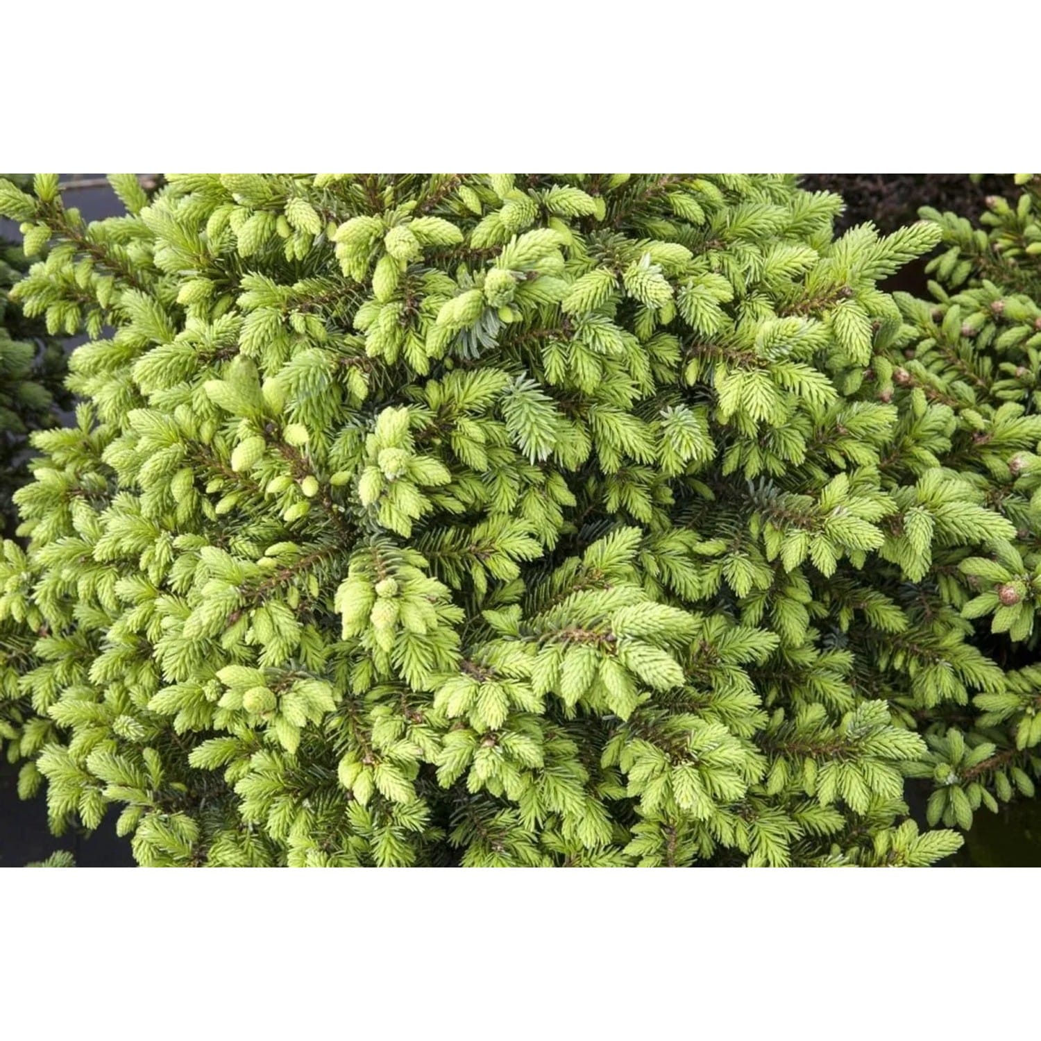 Picea Omorika Nana Serbische Fichte Kompakt 70–80 cm
