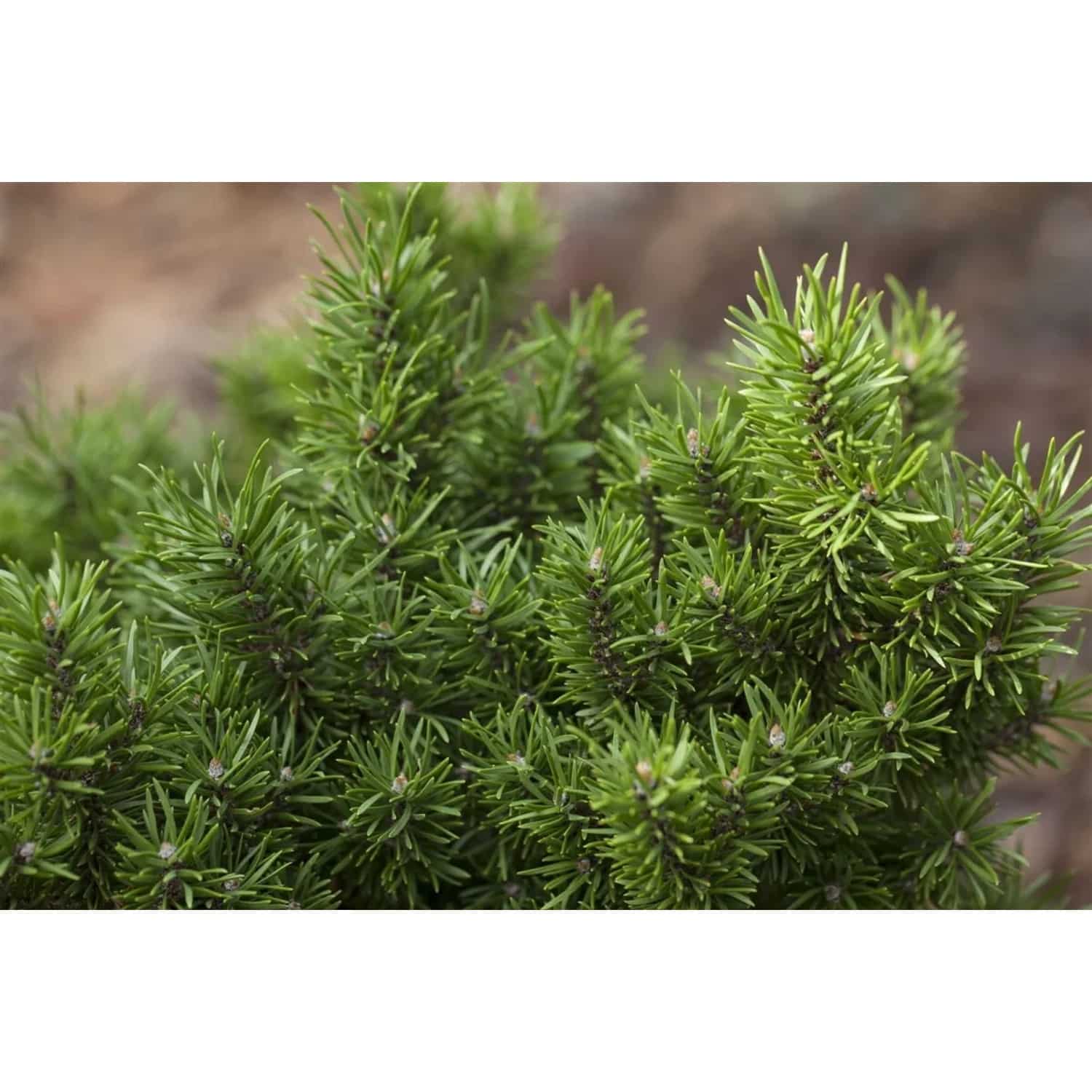 Pinus Banksiana Kiefer 175–200 cm Winterhart