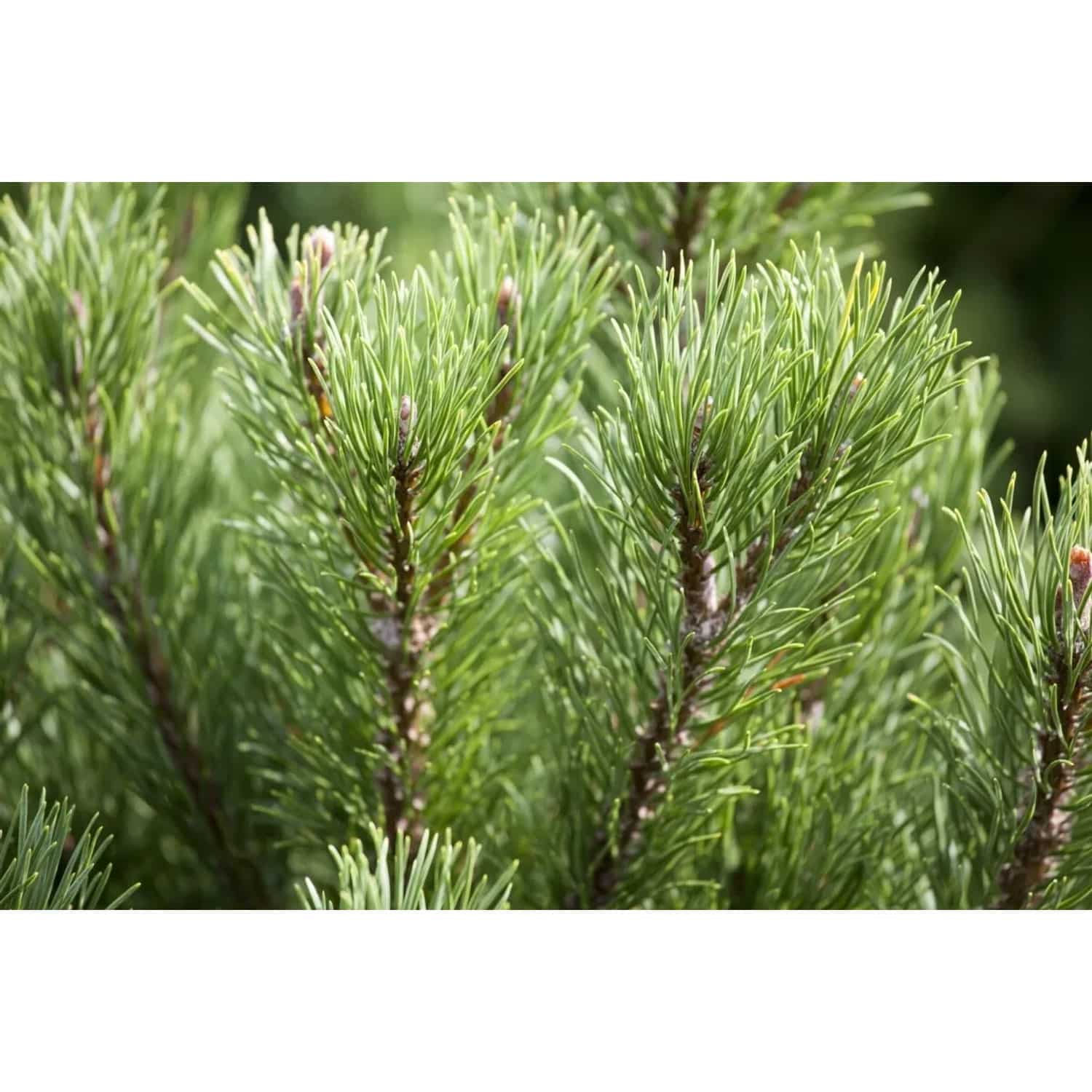 Pinus Mugo Carstens Wintergold Bergkiefer Goldgelb 30–40 cm