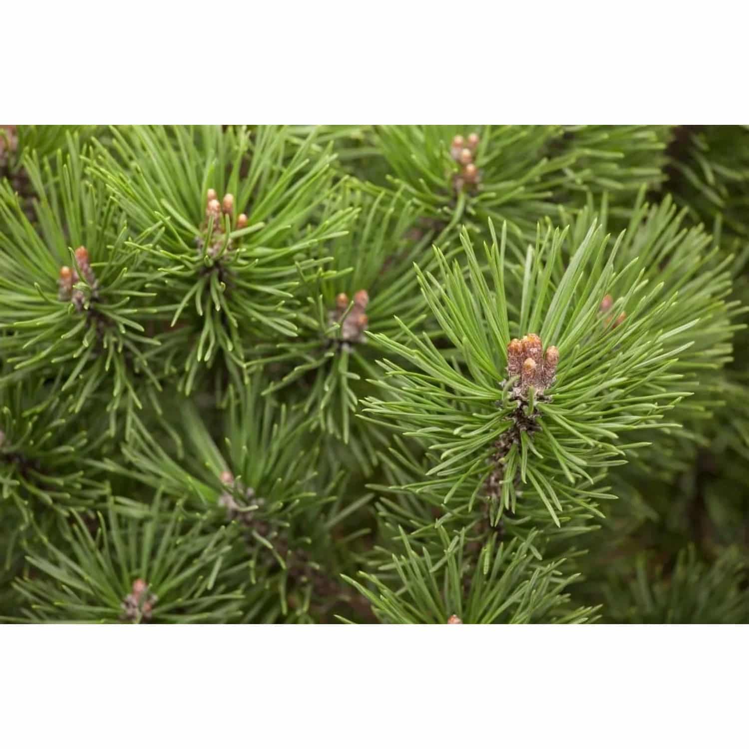 Pinus Mugo Mops Bergkiefer Kompakt 30–40 cm