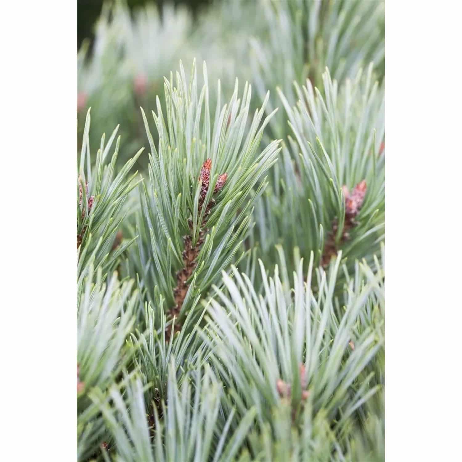 Pinus Sylvestris Martham Waldkiefer 40–50 cm