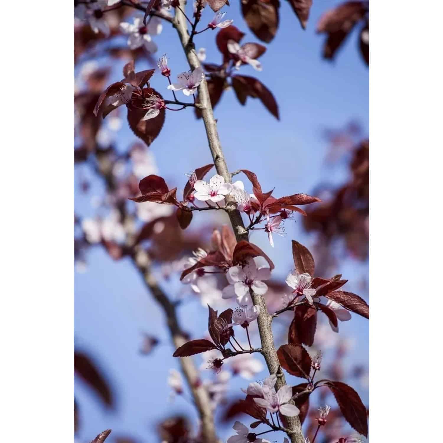 Prunus Cerasifera Nigra Blutpflaume Dunkelrot 125–150 cm
