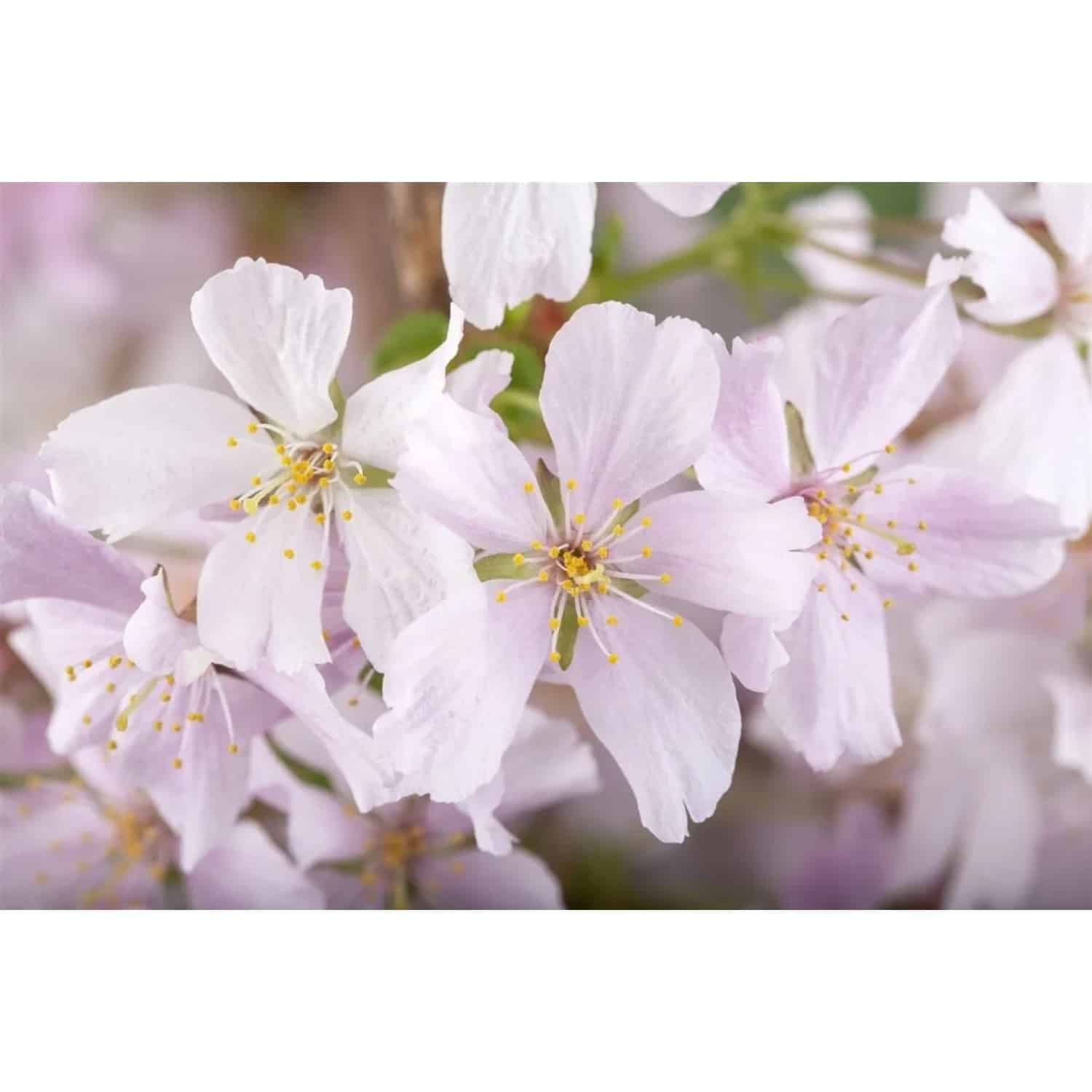 Prunus Kurilensis Brillant Zierkirsche Rosa Blüten 40–60 cm