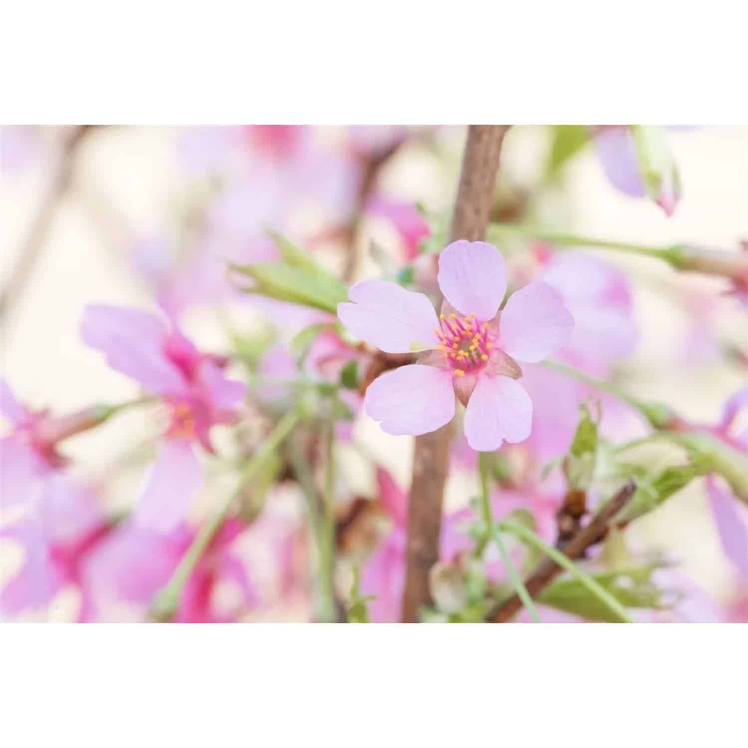 Prunus Okame Zierkirsche Rosa Blüten 80 cm Stammhöhe