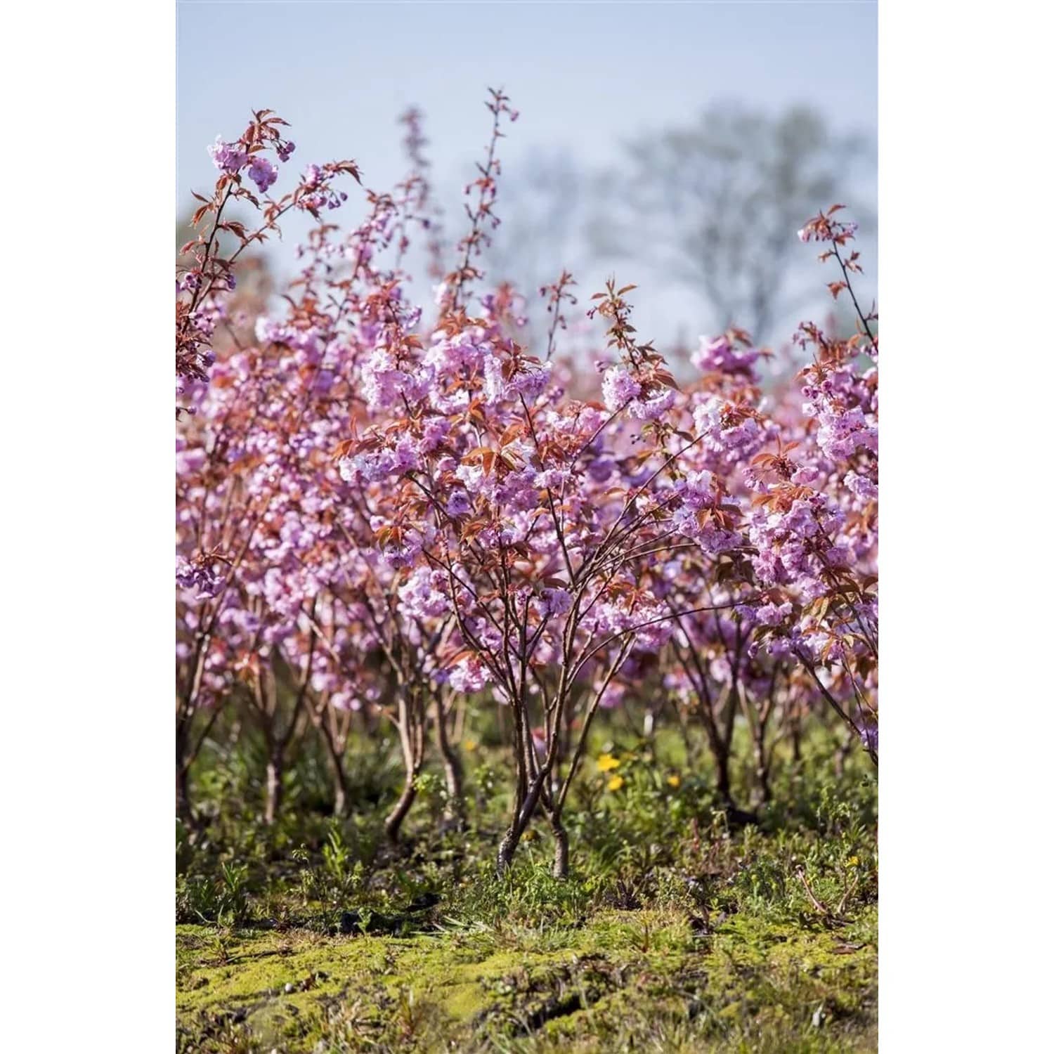 Prunus Serrulata Kanzan Japanische Blütenkirsche Rosa 150–200 cm