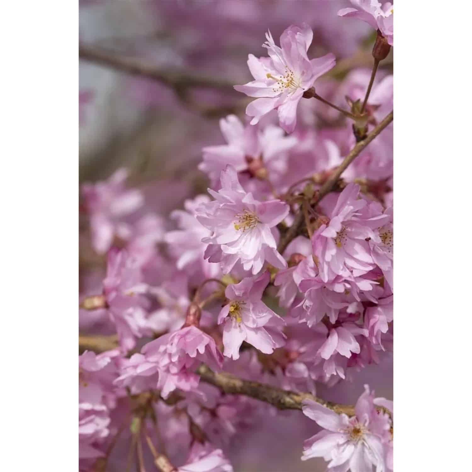 Prunus Subhirtella Autumnalis Winterkirsche Zartrosa Blüten 100–150 cm