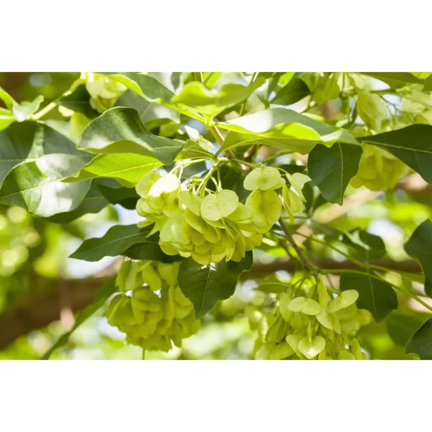 Ptelea Trifoliata Hopfenbaum 80–100 cm