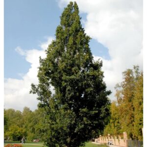 Pyramideneiche 125-150cm - Quercus robur Fastigiata