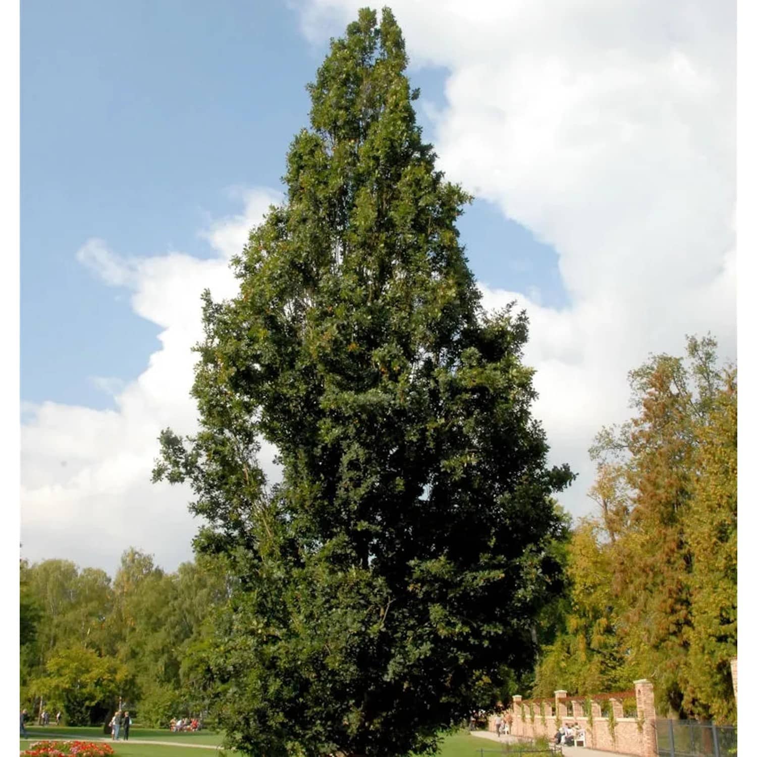 Pyramideneiche 125-150cm - Quercus robur Fastigiata