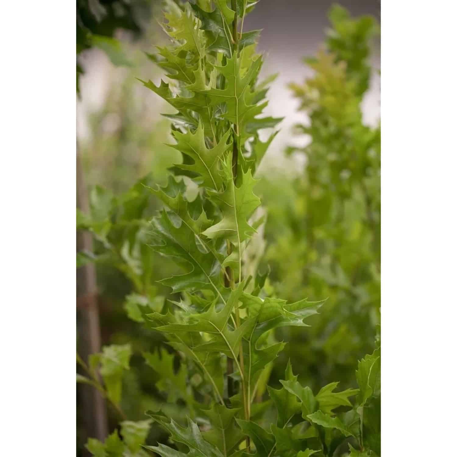 Quercus Palustris Green Pillar Sumpf-Eiche 60–80 cm