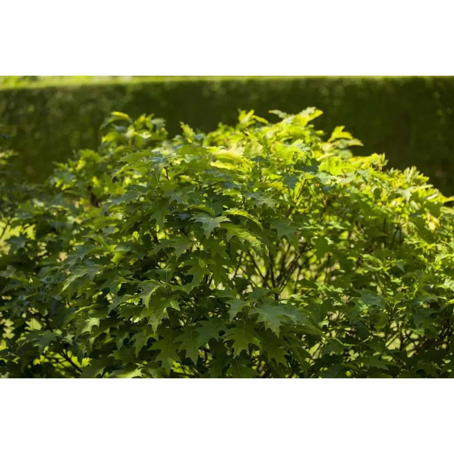Quercus Palustris Isabel Sumpf-Eiche 60 cm Stammhöhe