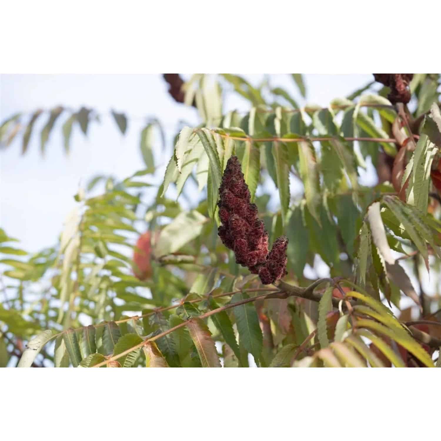Rhus Typhina Dissecta Essigbaum Filigran 60–80 cm